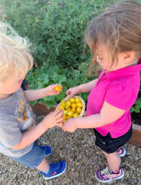 Picking tomatoes